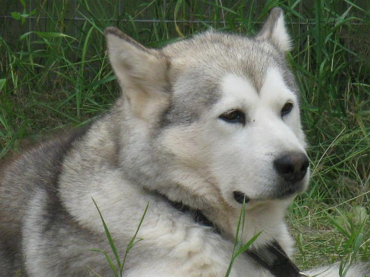 Apollo09 016.jpg - Apollo kesä 2009 / Apollo in summer 2009